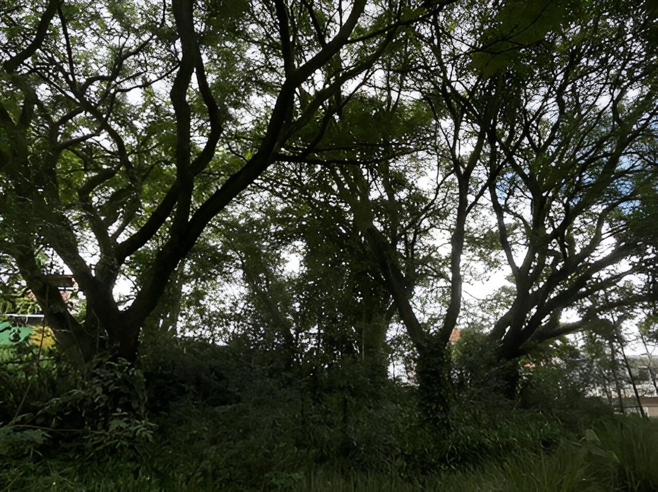 Comum em São Paulo, tipuana é tolerante a secas extremas e pode ajudar a enfrentar a mudança climática