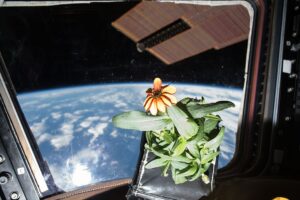 Astronautas presos no espaço recorrem à jardinagem