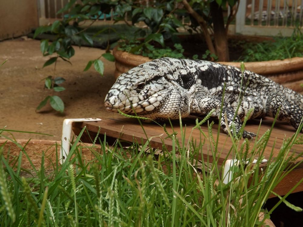 Desvendado mecanismo que torna teiú o primeiro lagarto capaz de produzir calor para se aquecer