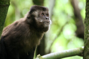 Macacos-prego idosos apresentam lesões típicas da doença de Alzheimer
