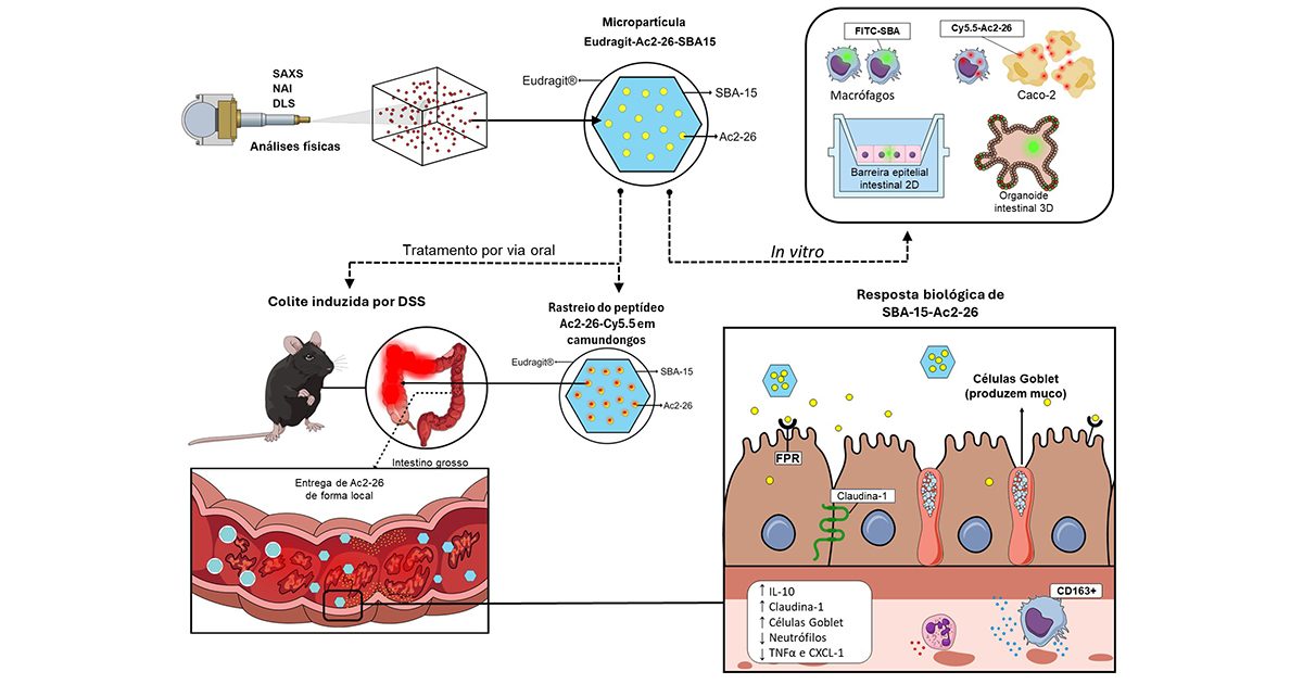 Em sentido horário, preparação da nanopartícula com a adição de silício e de polímero, testes "in vitro" com células, efeitos do peptídeo no intestino de camundongos e administração da molécula por via oral - Imagem: cedida pelas pesquisadoras