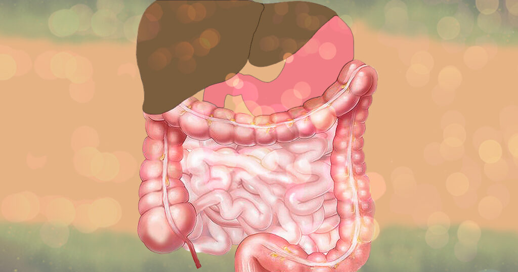 Micropartícula reforçada com escudo de silício chega ao intestino e reduz efeitos de inflamação