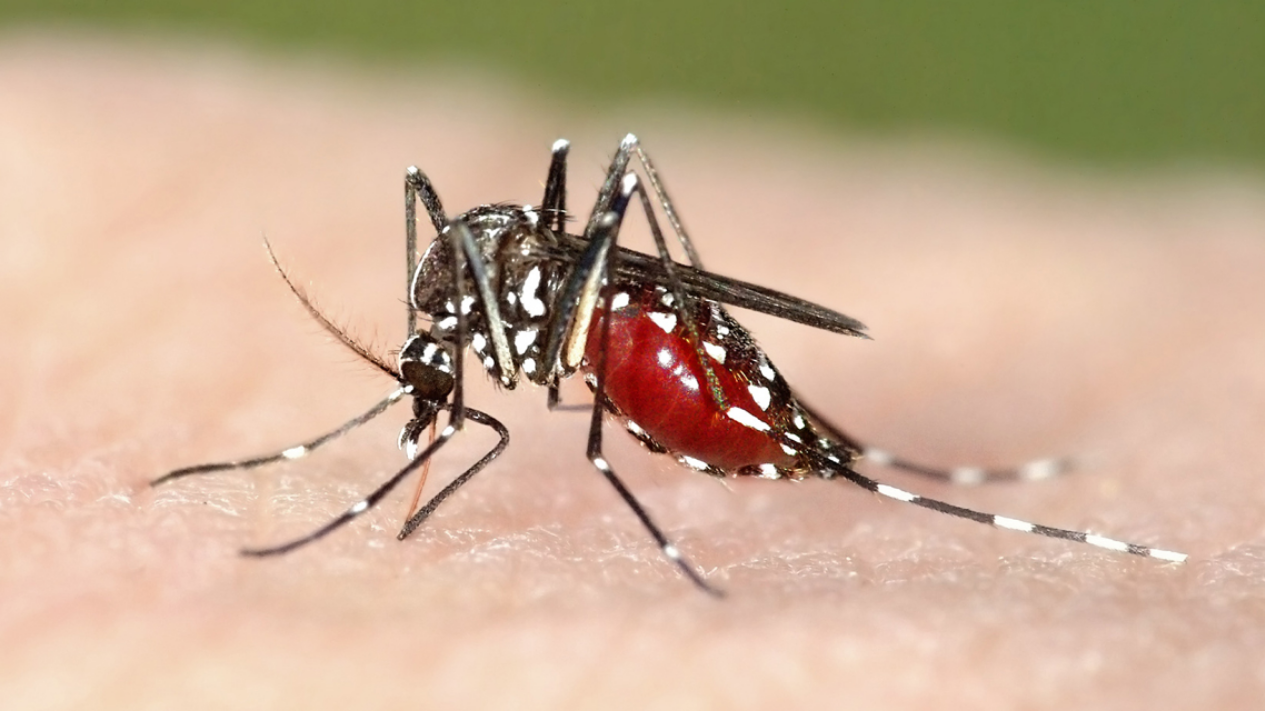 Estudo liderado por pesquisadora brasileira descobre que há diferenças nos sintomas da malária conforme a hora que o mosquito pica