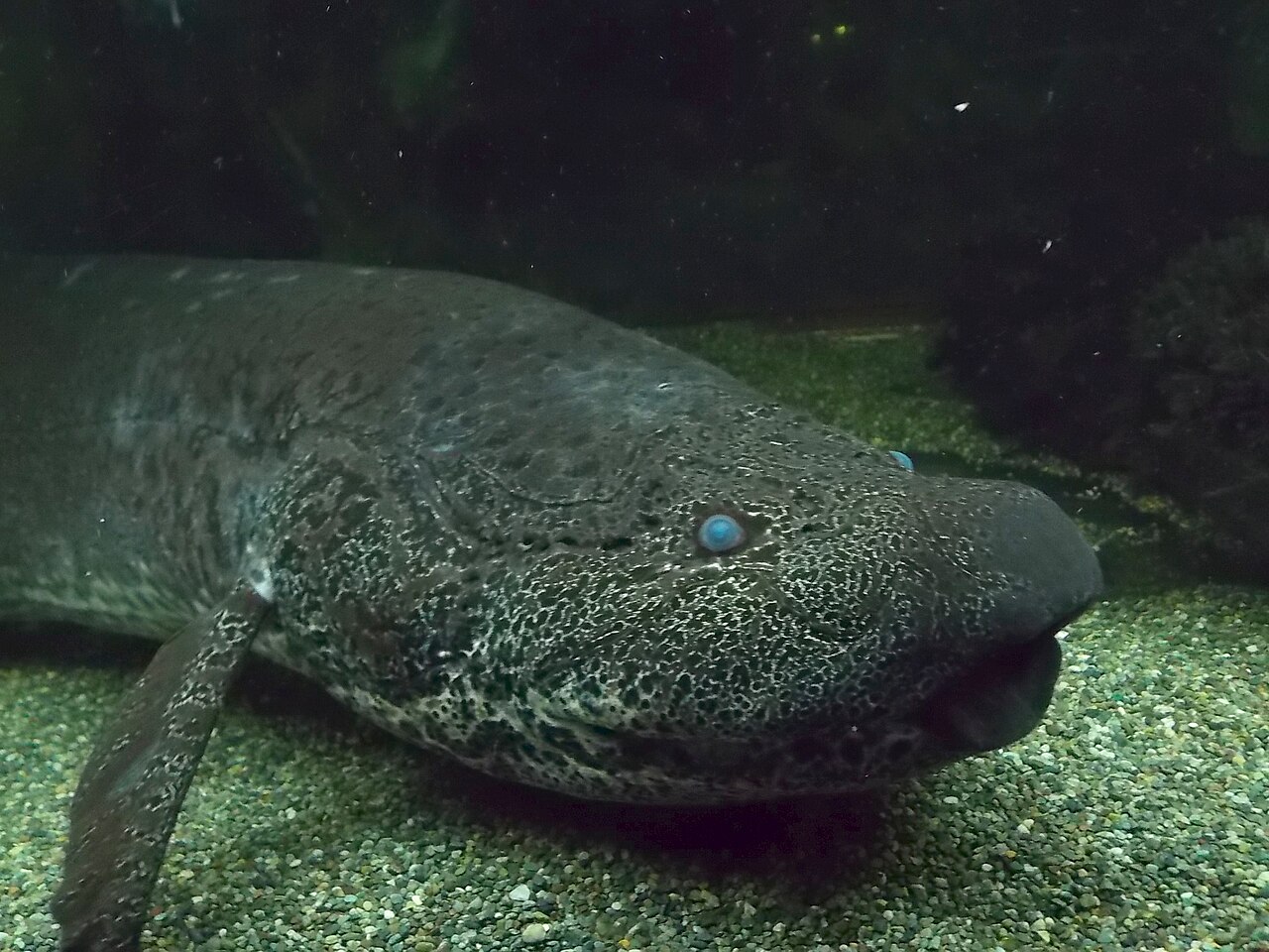 Fóssil de peixe com pulmão viveu na época dos dinossauros