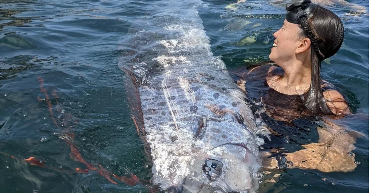 Mergulhadores encontraram peixe-remo em praia da Califórnia dois dias antes de terremoto em Los Angeles