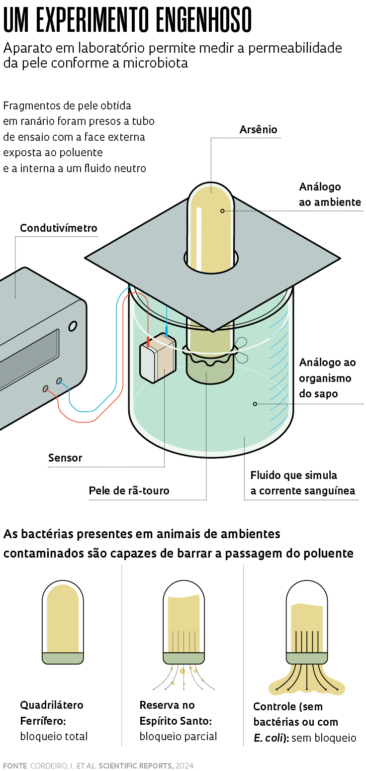 Imagem: Alexandre Affonso / Revista Pesquisa FAPESP