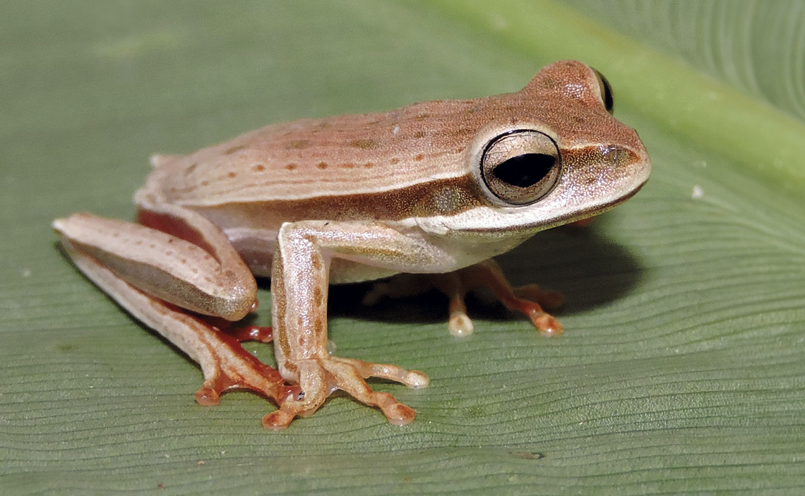 A perereca-de-pijama (Hypsiboas polytaenius) vive na vegetação em torno de áreas alagadas, onde deposita os ovos