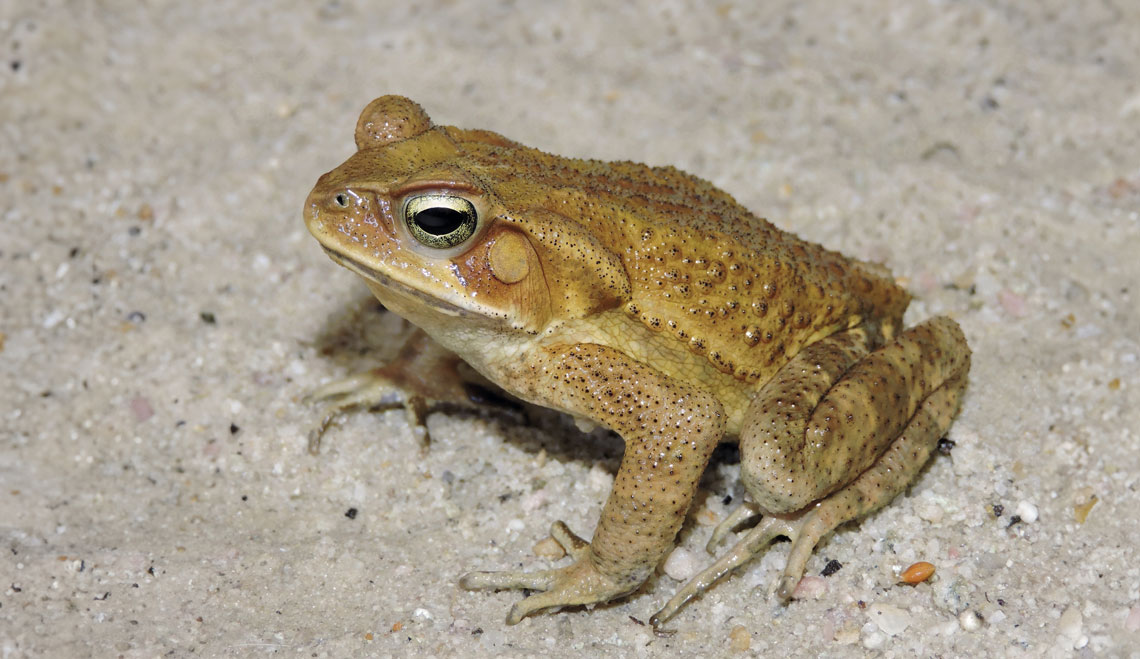 O cururu-pequeno (Rhinella crucifer) vive mais distante da água, com microbiota menos resistente