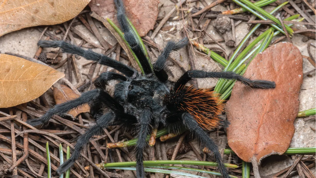 Nova espécie de tarântula é descoberta no Arizona