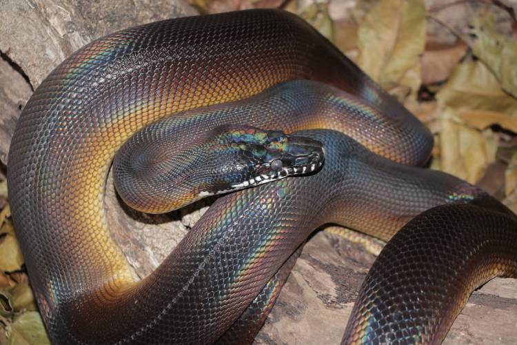 A píton dos lábios brancos (Leiopython albertisii) também chegou ao Butantan após ser vítima do tráfico de animais