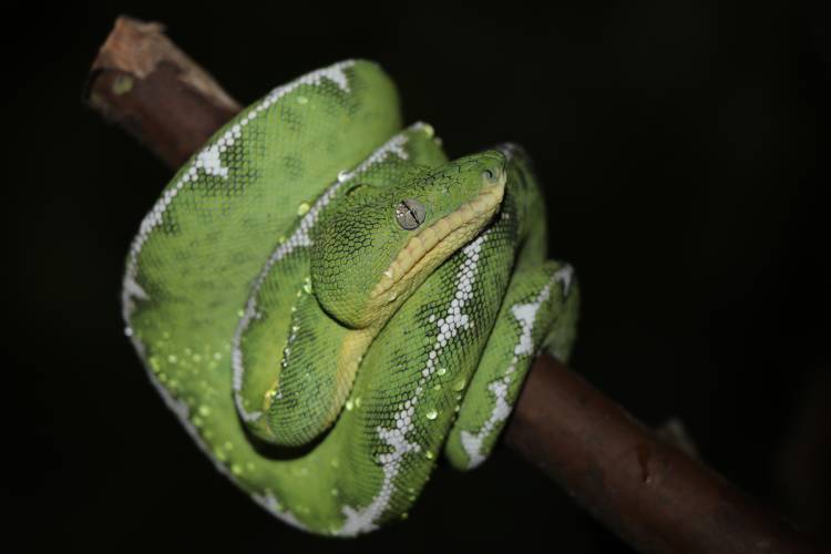 Exemplar de cobra-papagaio (Coralus batesii) apreendida foi enviada ao Butantan