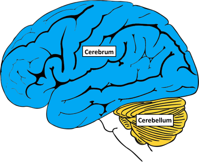 Ilustração do cérebro humano com o cerebelo destacado em amarelo (imagem: NIH)