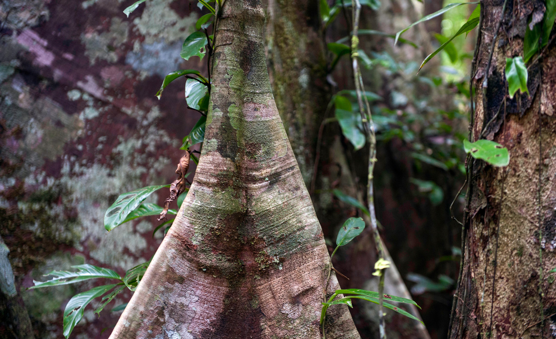 Bactérias nos troncos das árvores da Amazônia são capazes de absorver metano