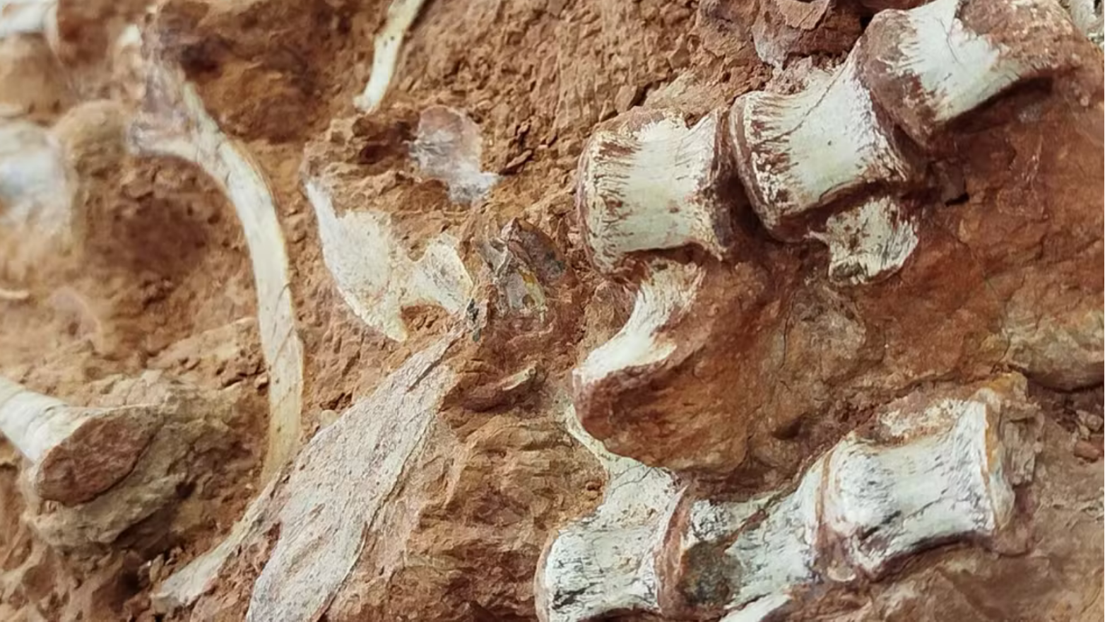 Fósseis de dinossauros foram expostos pelas chuvas no Rio Grande do Sul