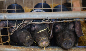 Carne de porco pode transmitir hepatite de ratos para humanos