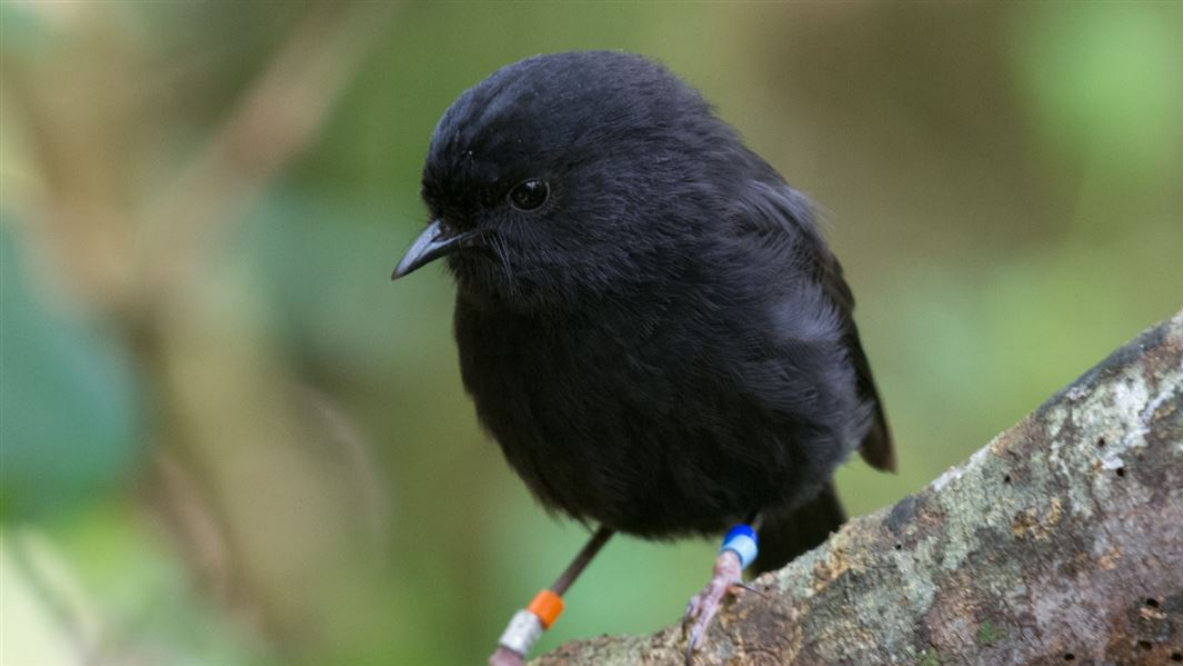 Karure ficou em segundo lugar como "Pássaro do Ano", superado pelo pinguim por mais de mil votos