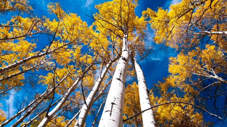 Conheça o som do Pando, o maior ser vivo do mundo.