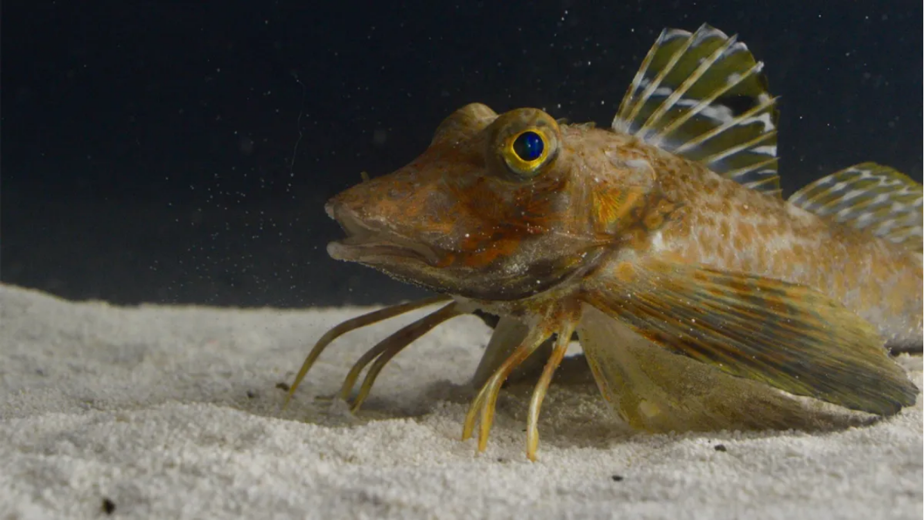 Cientistas descobrem função de pernas de peixe incomum