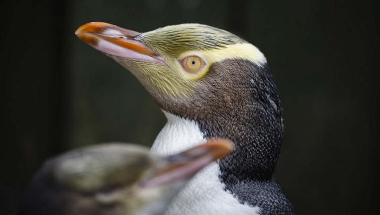 Pinguim ganha concurso de "Pássaro do Ano"