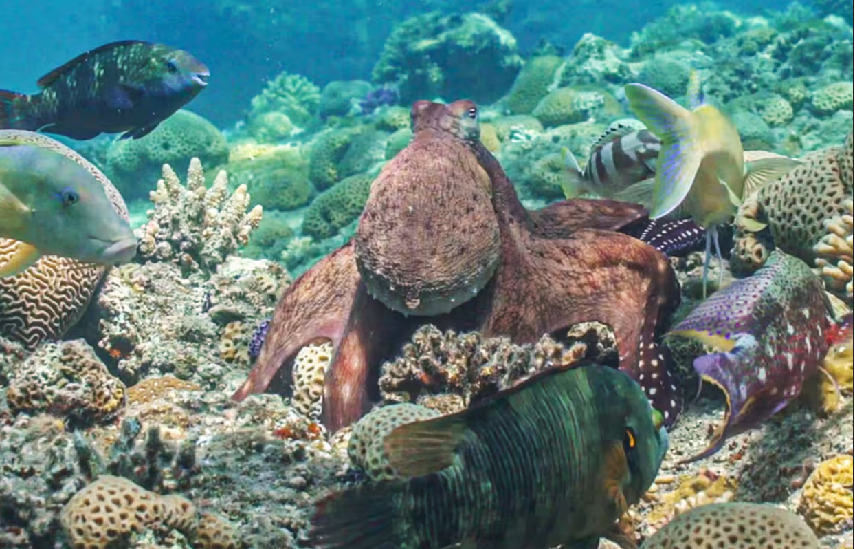 Polvos dão socos em peixes que não ajudam em caças, segundo estudo.