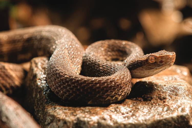 Por que as cobras têm “sangue frio”? Entenda como funciona a temperatura corporal desses animais