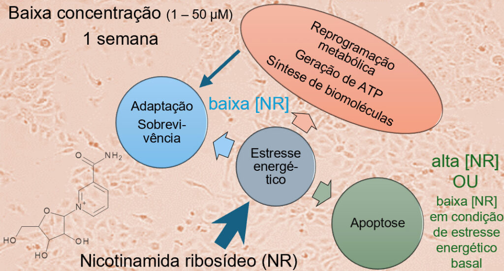 Esquema resumindo os efeitos da vitamina nicotinamida ribosídeo (a esquerda na imagem, sua estrutura molecular) na células do corpo; apesar de favorecer a síntese de compostos que estimulam a produção de energia, em baixas concentrações pode causar reprogramação metabólica e a morte da célula (apoptose) - Foto: extraída do artigo Nicotinamide riboside Induced Energy Stress and Metabolic Reprogramming in BEAS-2B Cells 