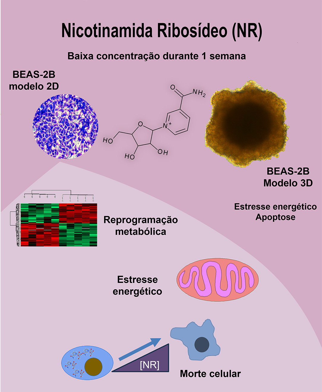 Gráfico com o experimento realizado na pesquisa, com células BEAS-2B, extraídas dos tecidos do sistema respiratório e cultivadas em laboratório, que em contato com a nicotinamida ribosídeo, sofreram reprogramação, estresse energético e morte num período de uma semana - Foto: cedida pela pesquisadora 