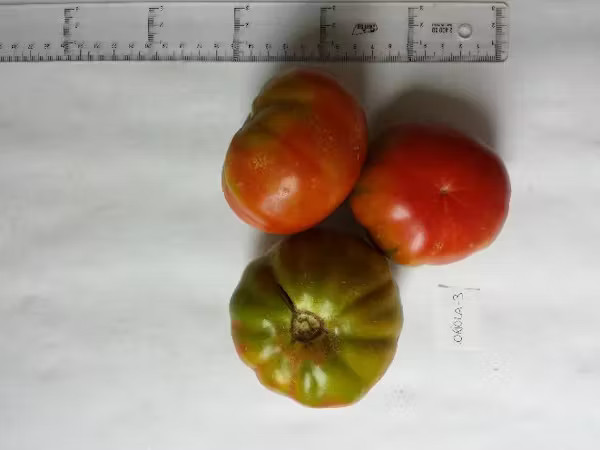 Variedade ‘Tomata Mutxamel’ (Tomate Muchamiel) (ORI3). Salvador Soler et al. 