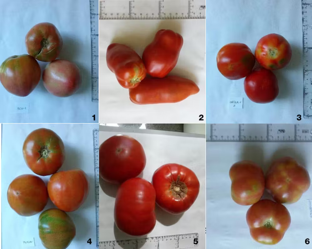  Frutos de tomate de variedades tradicionais. 1, Tomate Valenciano Rosa do Vall d'Albaida (BOC2); 2, Tomata del Pebre de la Vall d’Albaida (FONT1); 3, Tomata De Borseta (ORI1); 4, Tomate Valenciano (PIC1); 5, Tomate Vermelho PlanRia (REQ2); 6, Tomata De Penjar (VIST1). Salvador Soler et al. 