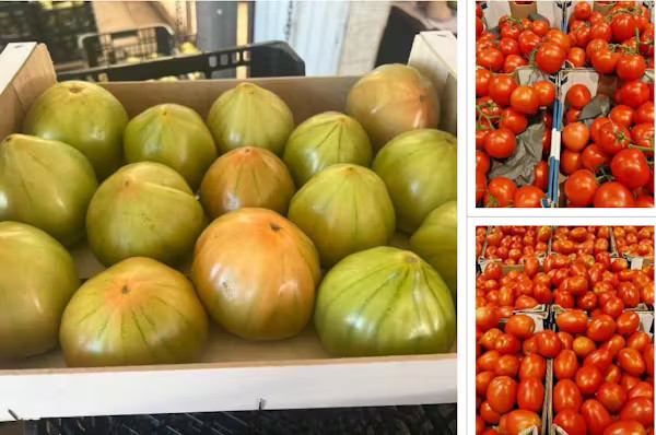  Frutos de uma variedade híbrida F1 (à direita) e de uma variedade tradicional de tomate (à esquerda). Salvador Soler et al. 