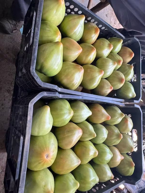 Frutos de tomate da variedade ‘Tomata Valenciana’ com formato pontiagudo característico. Soler et al. 