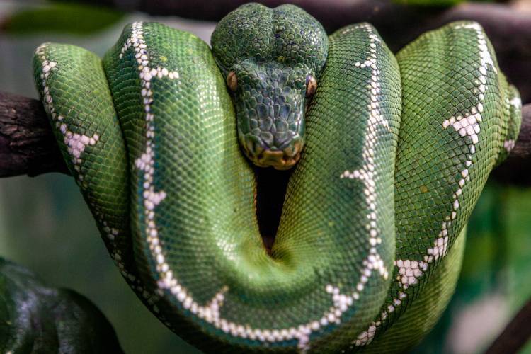 Um crime contra a natureza: as implicações ambientais da compra de animais silvestres pelo comércio ilegal