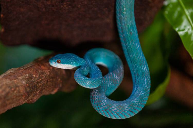 A Trimeresurus insularis chegou ao Butantan após ser resgatada na Bahia em um transporte ilegal