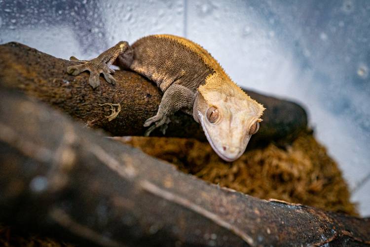 A lagartixa-de-crista é alvo do tráfico de animais por ser pequeno e considerado belo