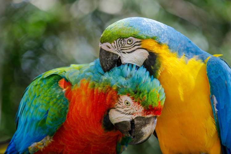 Araras, como outras espécies de aves, são alvo de traficantes