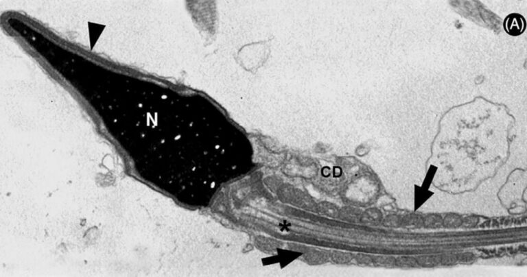 Espermatozoides podem ter ação como defesa imunológica