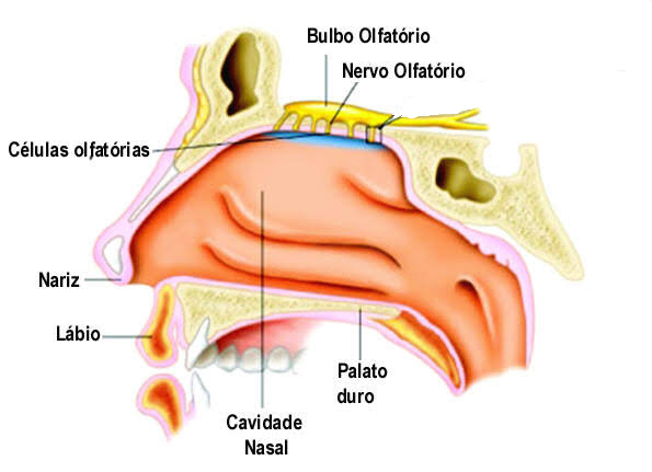 O bulbo olfativo, conjunto de células nervosas na região nasal, é indicado como provável via de entrada dos microplásticos 