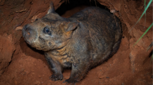 Câmera escondida registra imagens de mamífero raro na Austrália.