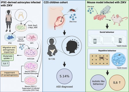 Resumo gráfico dos experimentos descritos no artigo (imagem: Biochimica et Biophysica Acta – Molecular Basis of Disease)