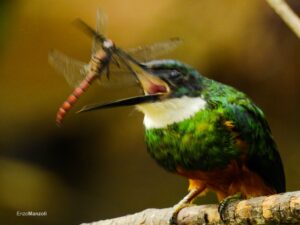 Cobertura florestal e tipo de ambiente moldam diversidade funcional de aves insetívoras na Mata Atlântica