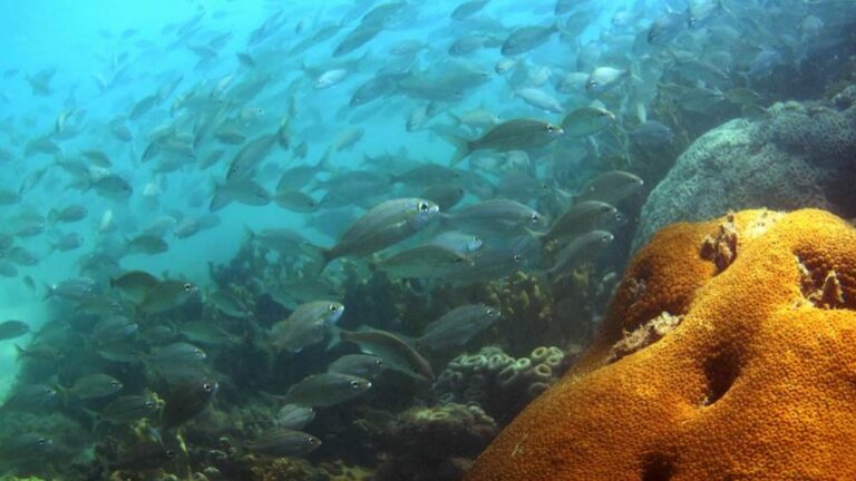 Perda de 25% dos corais nos recifes brasileiros pode prejudicar até metade das espécies de peixes