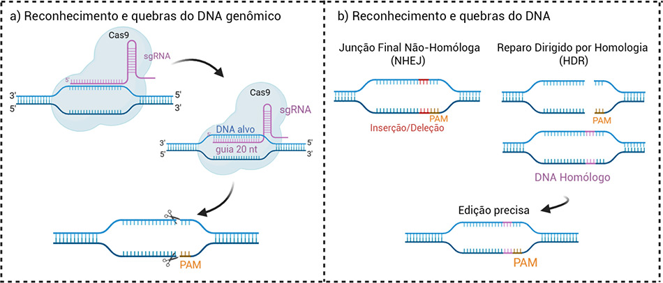 Na imagem da esquerda, reconhecimento e divisão do DNA-alvo com base no RNA de guia único (sgRNA); na direita, processos de reparo de DNA conhecidos como junção final não homóloga (NHEJ) e Reparo Dirigido por Homologia (HDR), juntamente com componentes essenciais do sistema, como o sgRNA e o motivo adjacente protoespaçador (PAM), que permite reconhecer o DNA-alvo