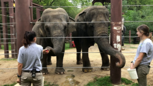 Estudo alemão comprova que memória de elefante consegue reconhecer humanos