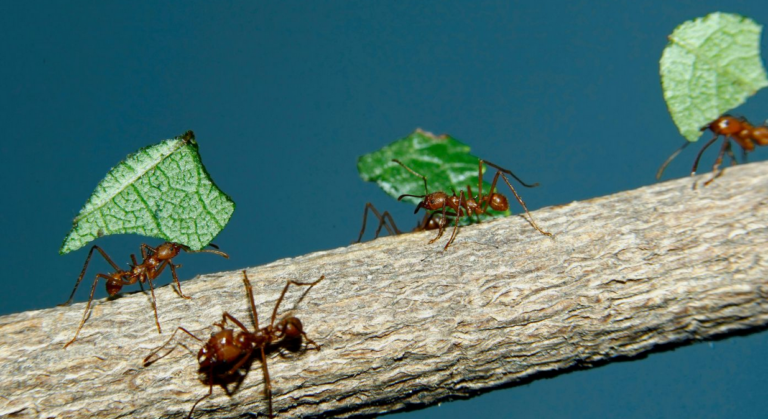 Estudo revela que as formigas inventaram a agricultura muito antes dos humanos