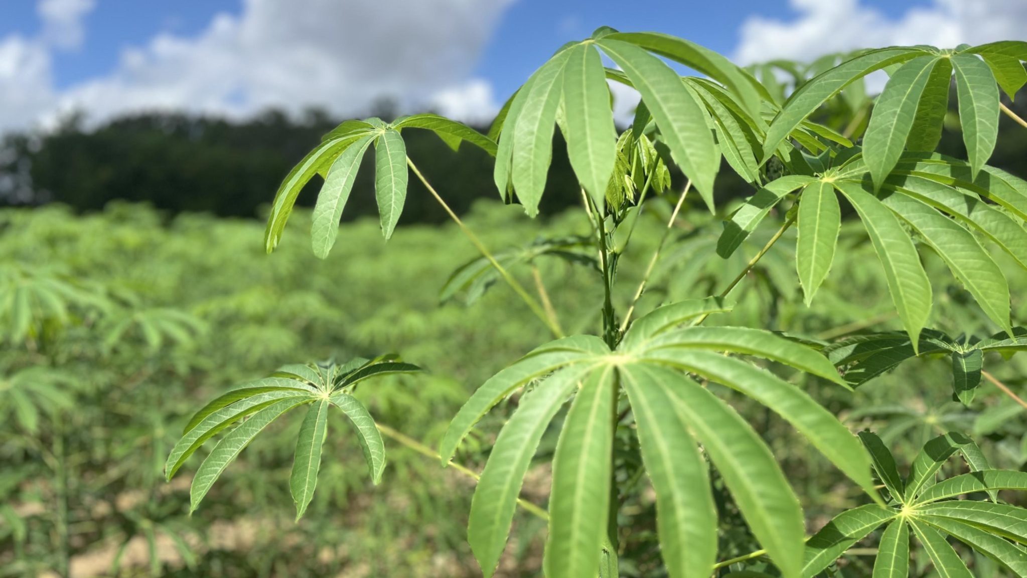 Mudanças climáticas podem reduzir distribuição de metade das espécies silvestres de mandioca no Nordeste até 2100