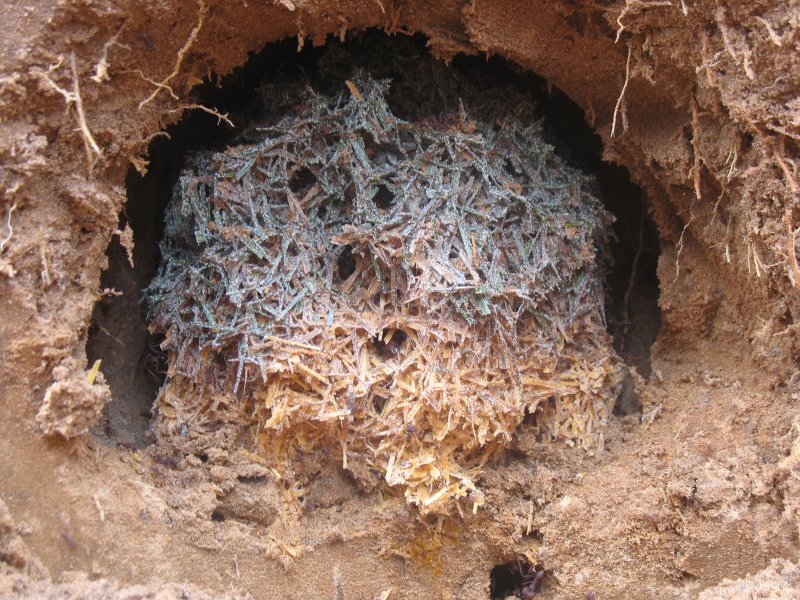 Formigueiro encontrado em fazenda de Botucatu (SP) abriga jardim de fungo que compreende,além da espécie cultivada, folhas de gramíneas 