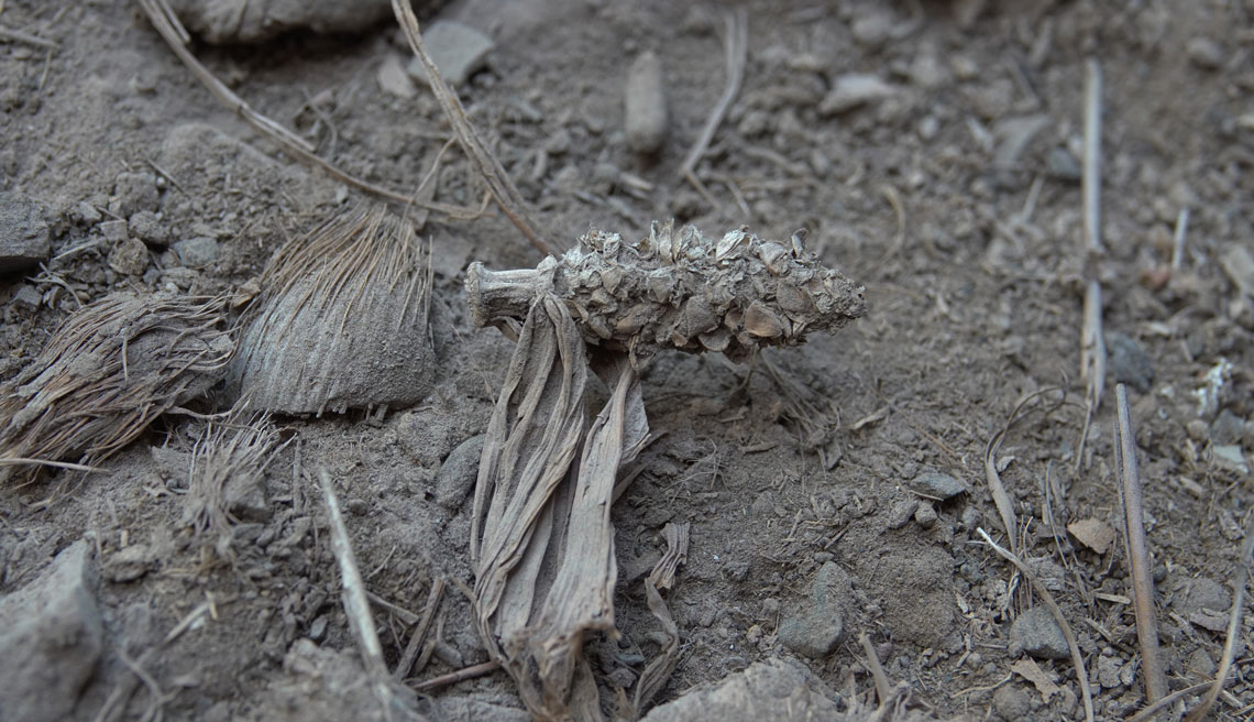 Milho arqueológico encontrado em Minas Gerais preserva características antigas