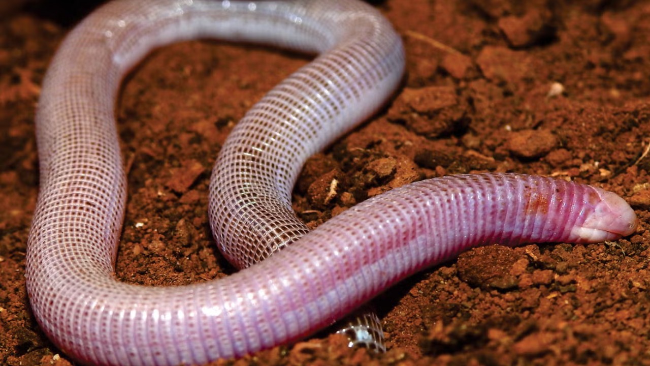 Cientistas descobrem minhoca gigante no Brasil