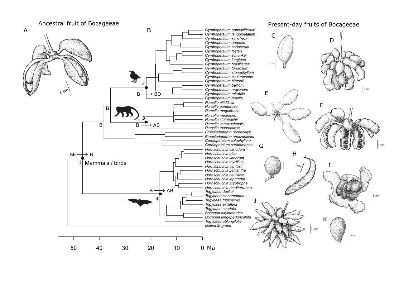 As plantas do grupo Bocageeae representam um exemplo ilustrativo de disjunção vegetal (imagem: acervo dos pesquisadores)