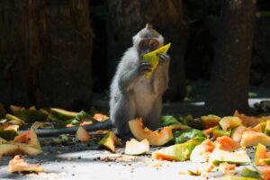 animais álcool frutas